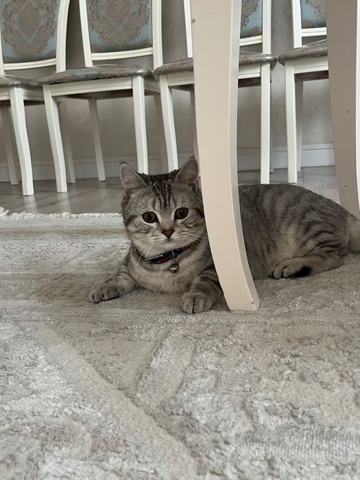 кот скоттиш страйт
