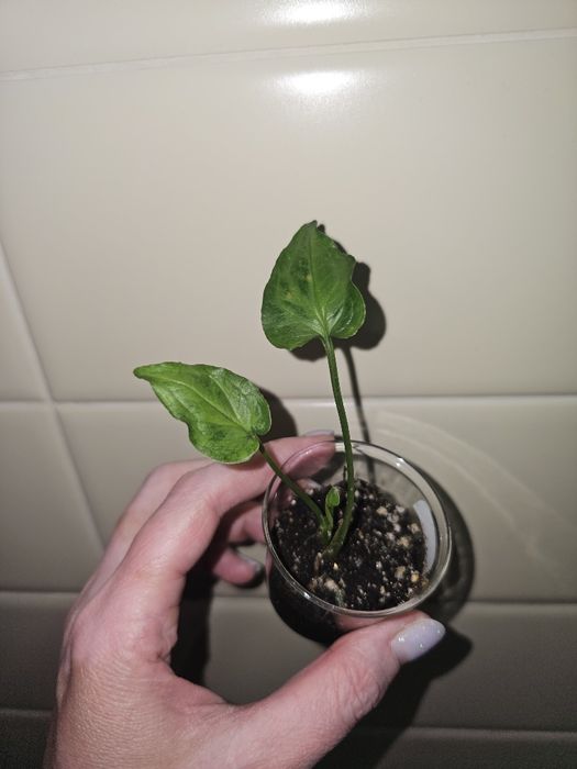 Сингониумы разные