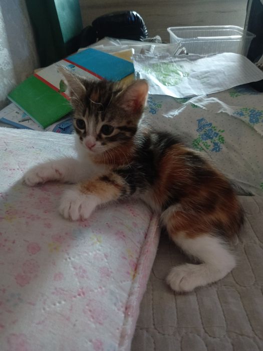 Котята даром 1.5 месяца