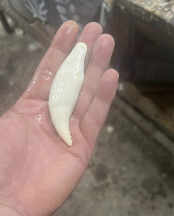 Продам декоративные клыки