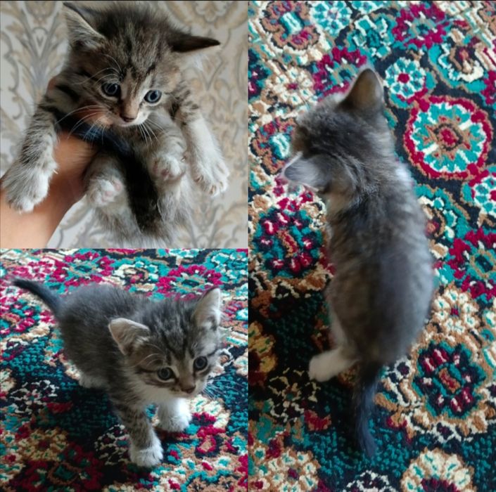 Отдаём котят в хорошие, добрые руки