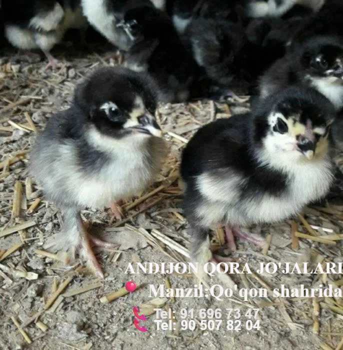 Andijon qora tovuq jujalari sotiladi