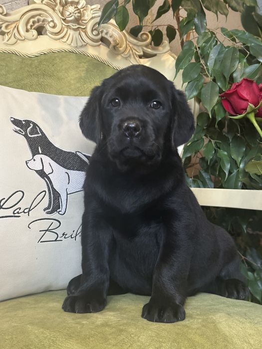 Щенки лабрадора, питомник, документы