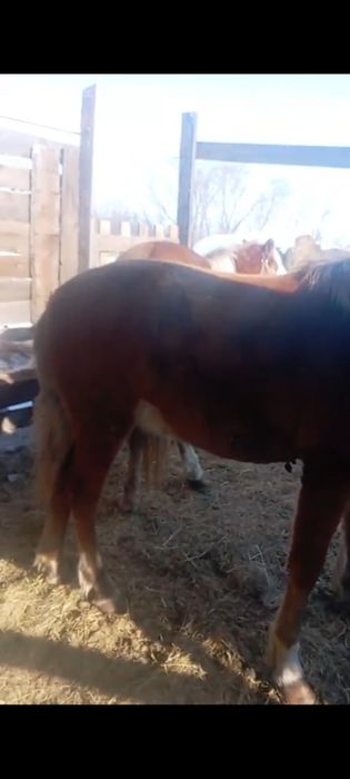Продам Жеребчика с Откорма
