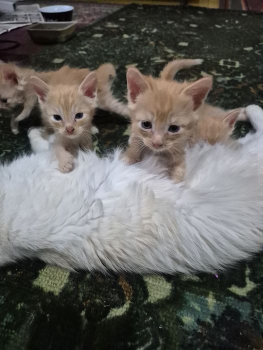 Котята в добрые руки