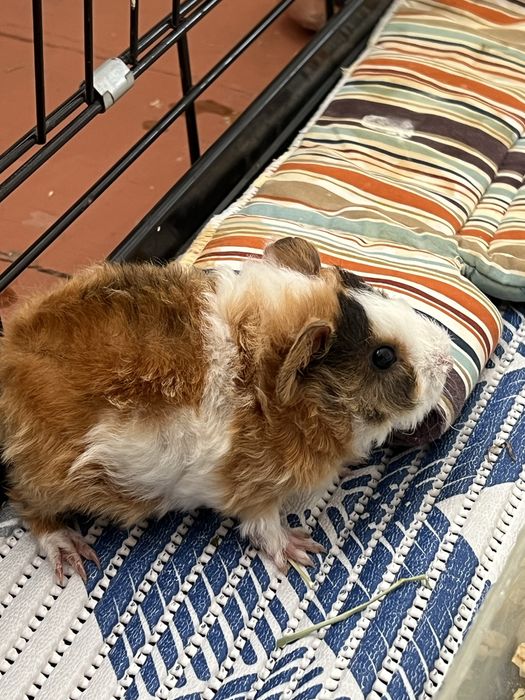 Морская свинка девочка