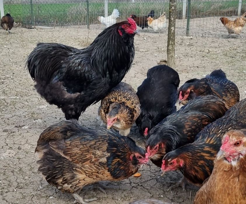 Oua albastre și găini de rasă, gaini și cocosi