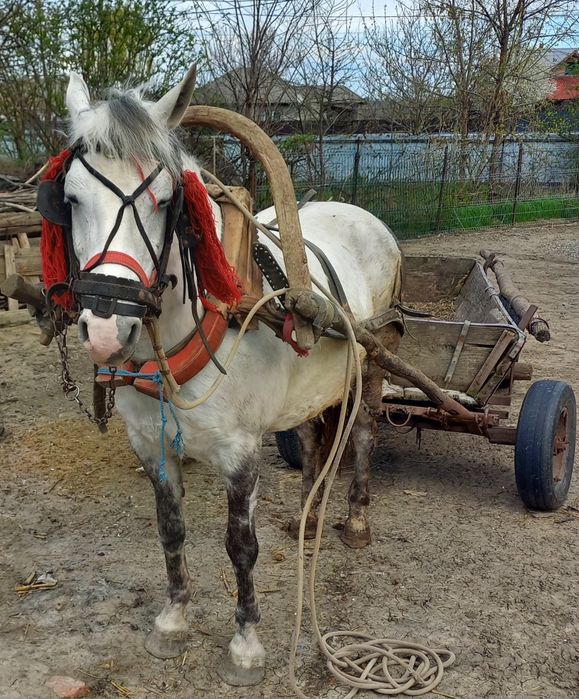 Vând iapă , 7 ani