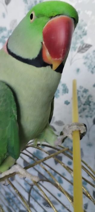 Продам александрийский попугай