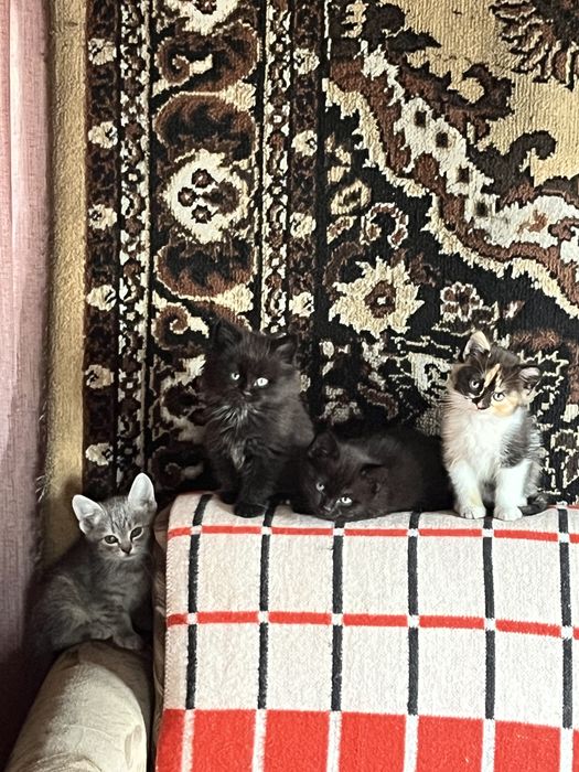 Котята бесплатно