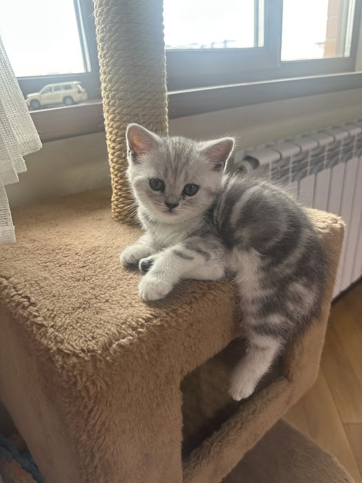 Продам шотландских котят