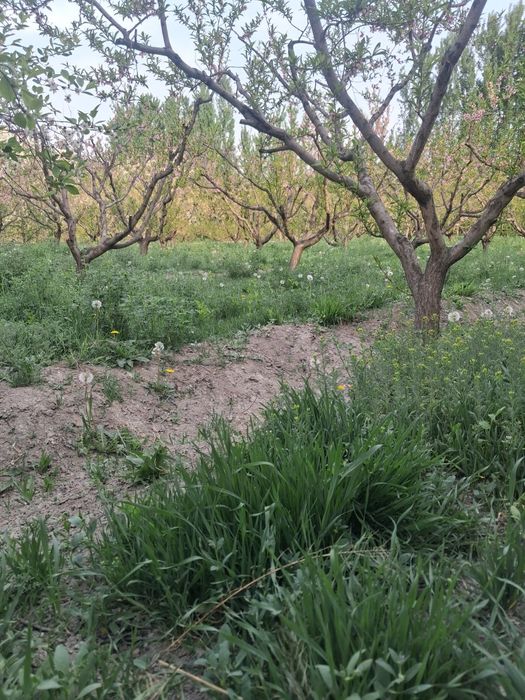 10 sotix chek sotiladi