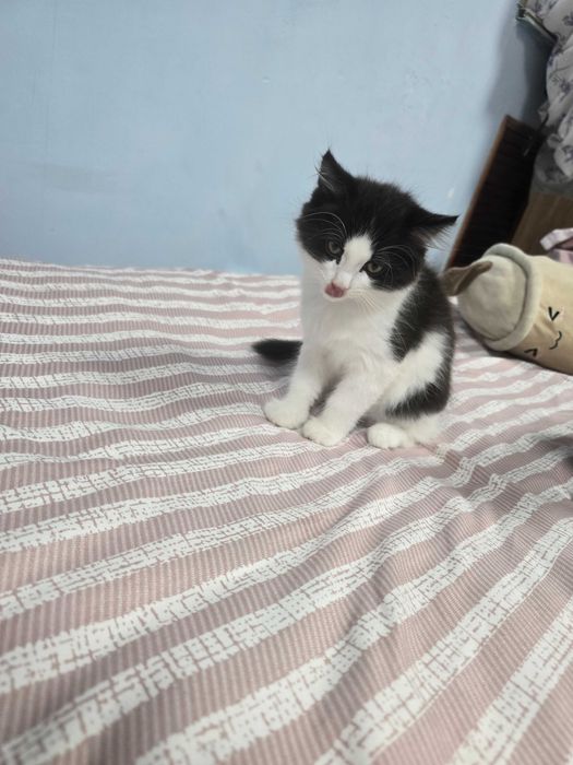 Отдам котят в добрые руки
