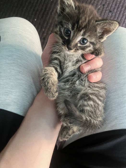 Милые ласковые котята