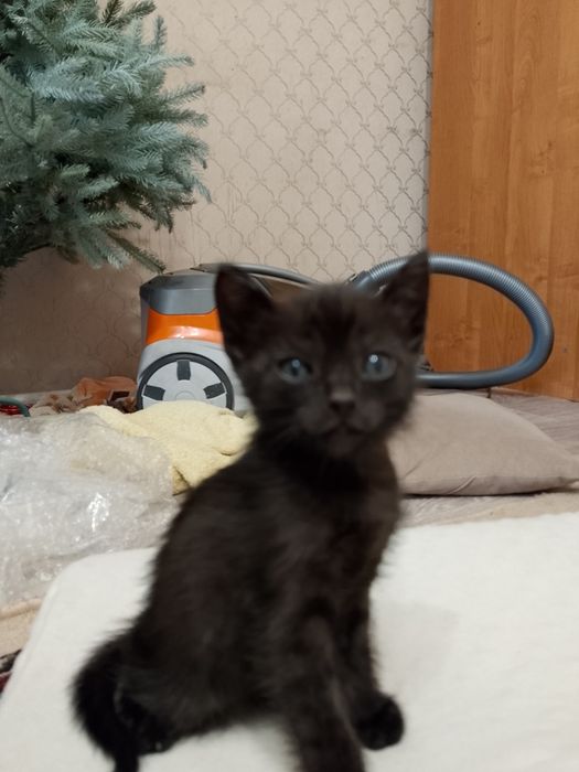 Отдам котят в заботливые руки. Две девочки, один черный мальчик.