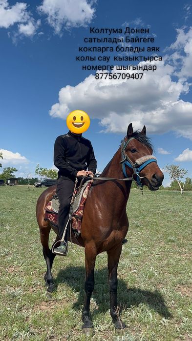 4жасар Айгыр сатам