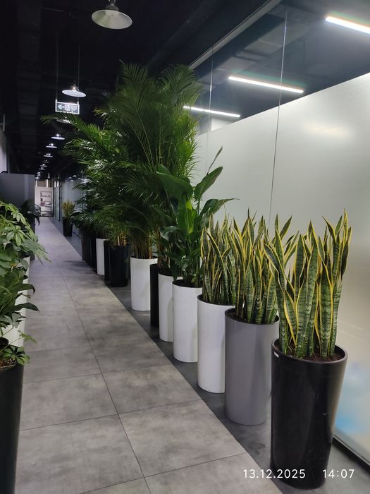 Уход за комнатными растениями