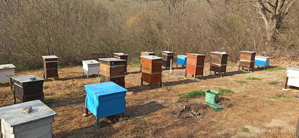 Манов мед пчелен мед