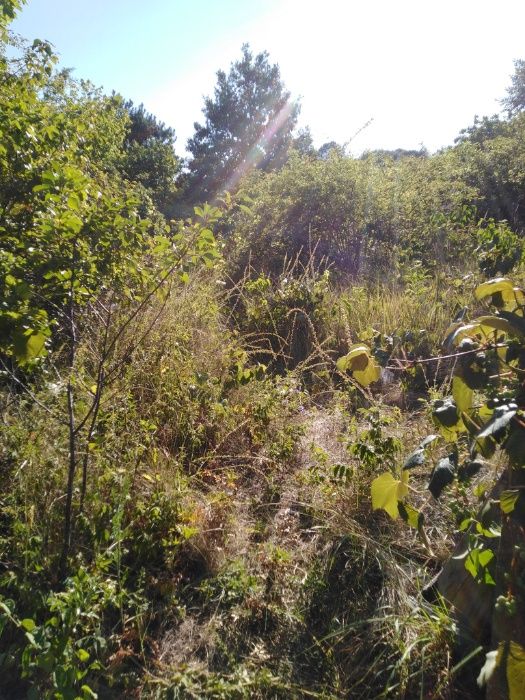 ниски цени изрязване и извозване на буренясали места