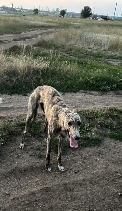 Ит Жогалды Пропала собака