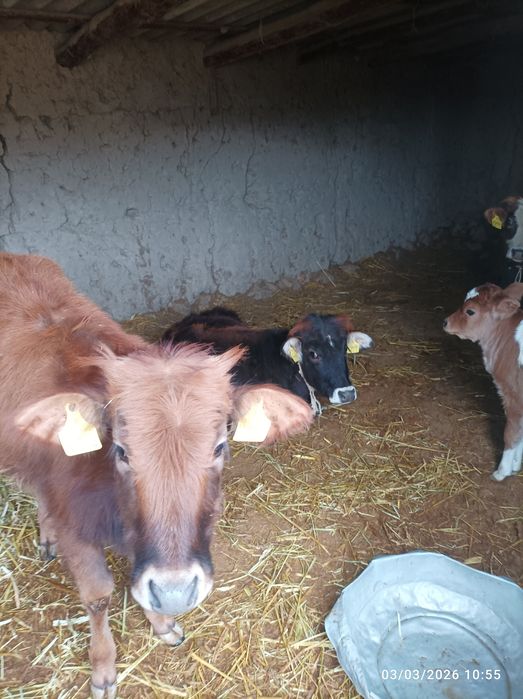 1.5 yosh tanalar 2 bosh