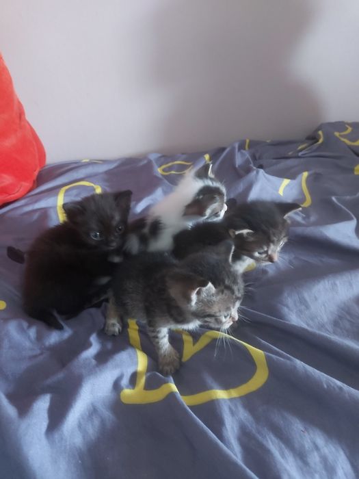 Отдам котят в добрые руки