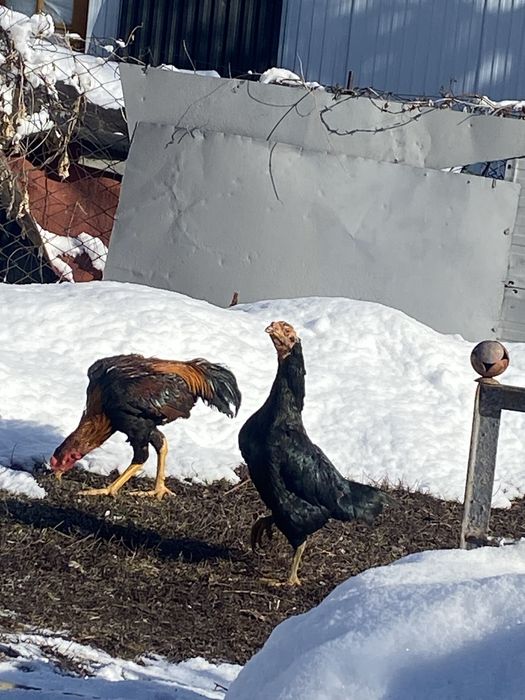 Продам  дакан курецу