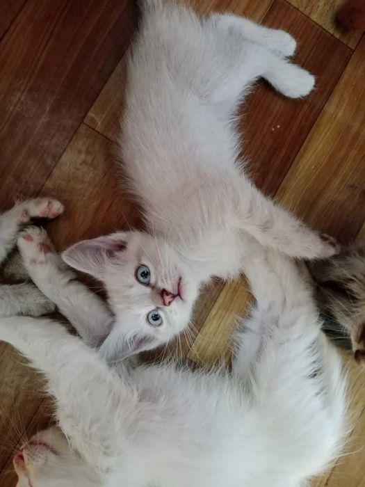 Отдам котят в добрые руки