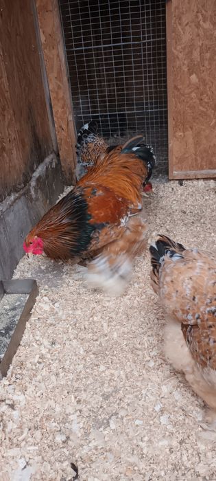 Ouă brahma Porțelan