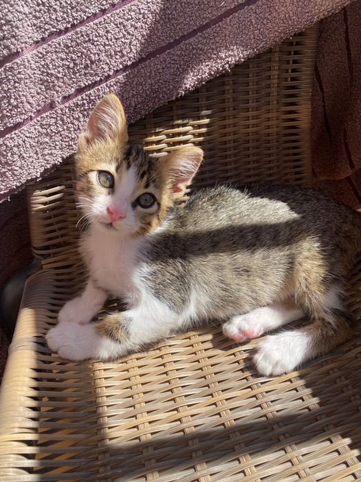 Котенце момче, 2 месеца