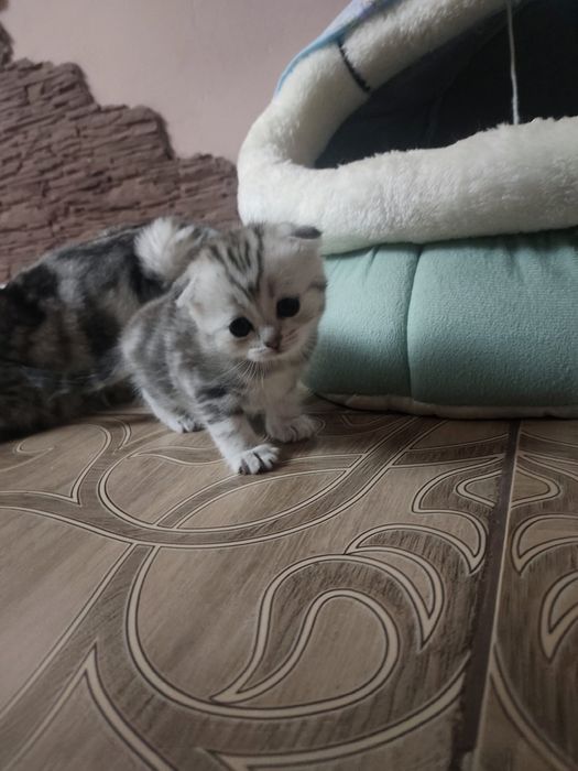 Вислоушки шотландский скоттиш фолд шикарный окрас