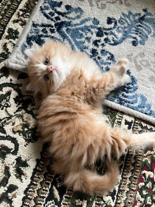 Котенок пародистая