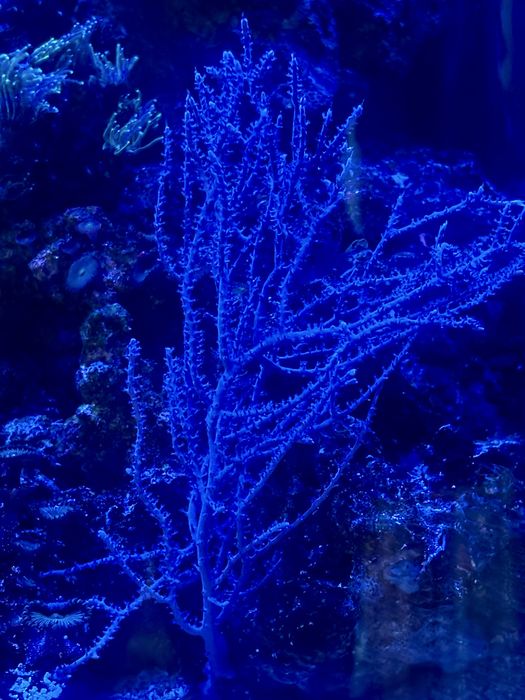 Corali acvariu marin reef apa sarata