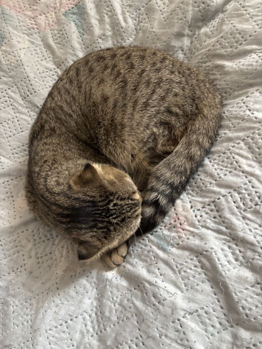 Отдам кошку в добрые руки