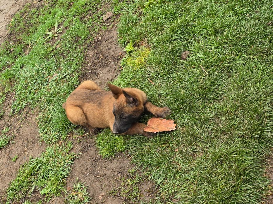 Щенки 2.5 месяц кабельи