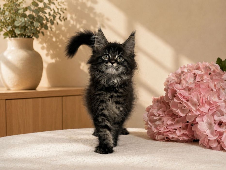 Femela MAINE Coon disponibila!