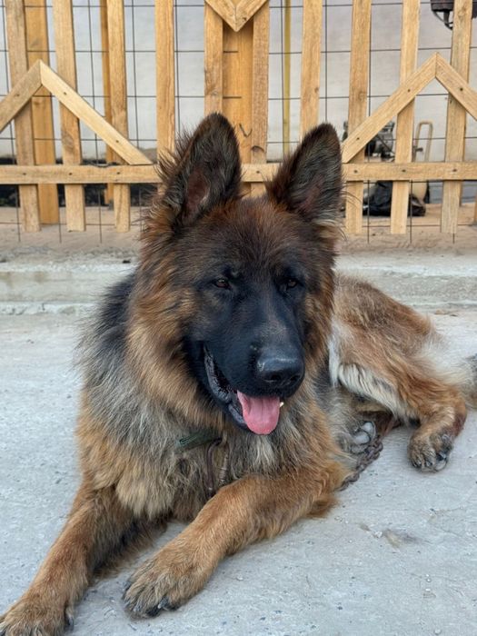 Вязка Немецкая овчарка