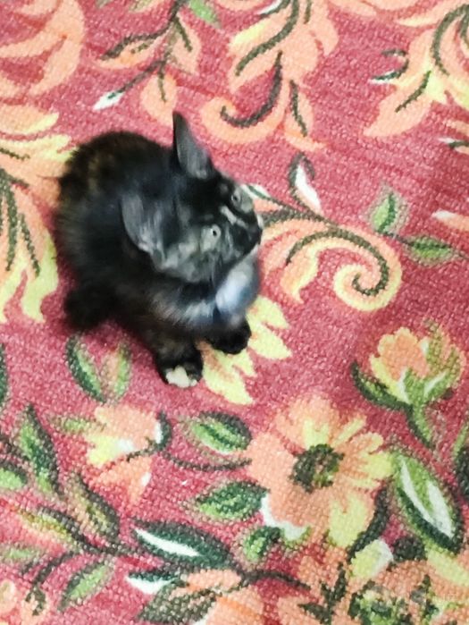 Отдам даром котенка