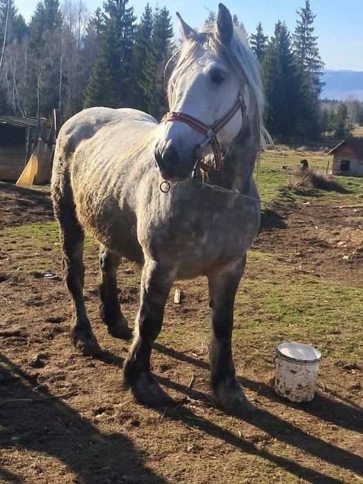 Iapa de5 ani de vanzare