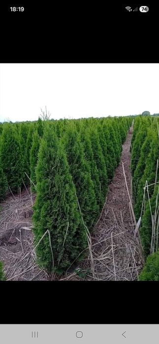 Mesteacăn tei platani catalpa