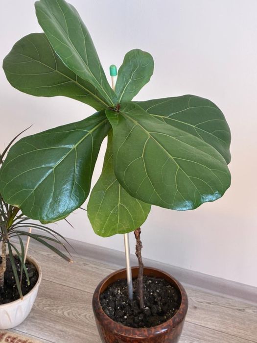 Продам фикус лиратта