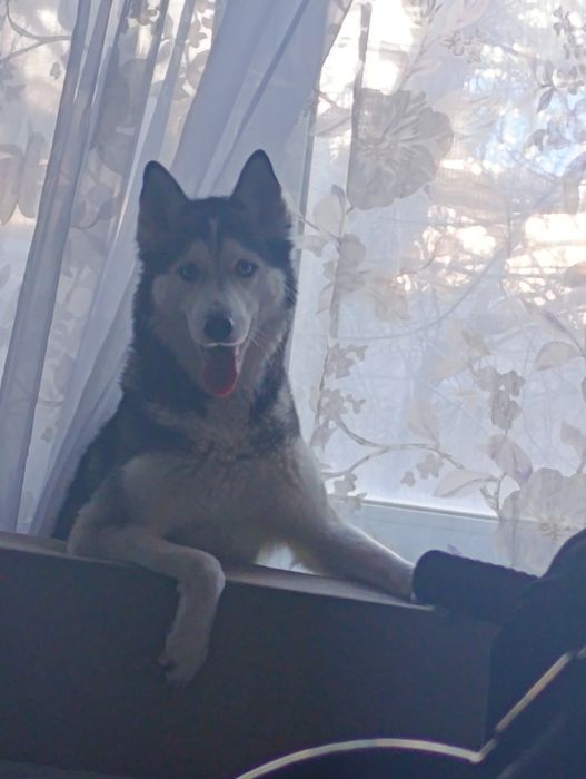 Собака хаска 3 года цена договор