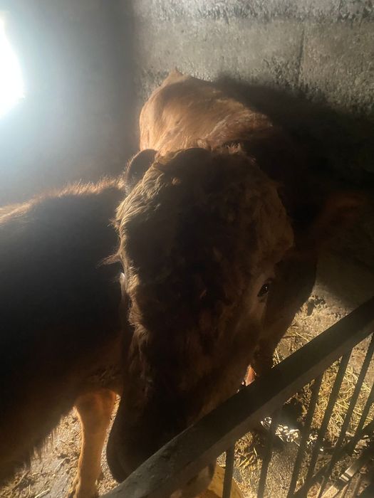 Продам быка      .