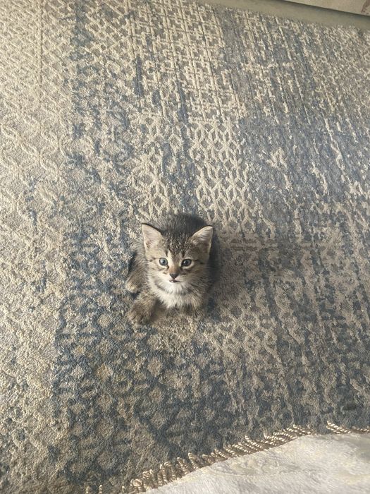 Отдам котят в хорошие руки