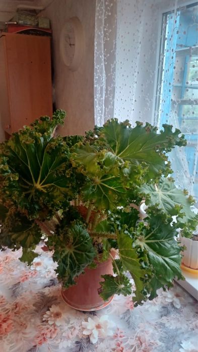 Продам цветок бегонии