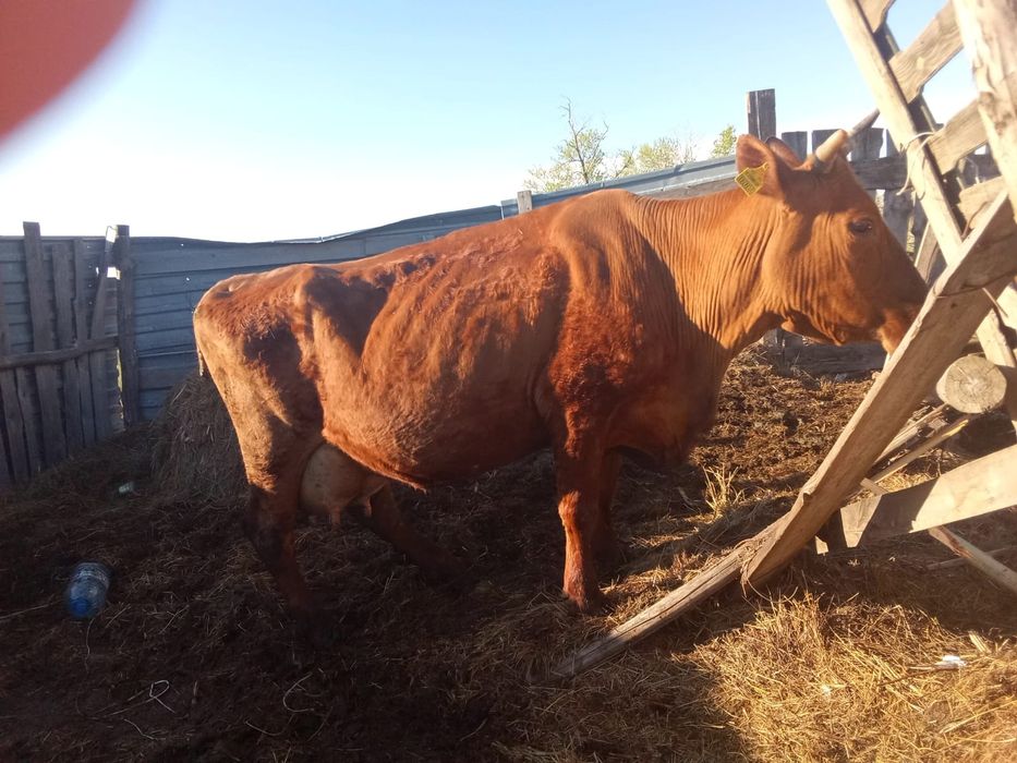 Продам дом с хозяйством