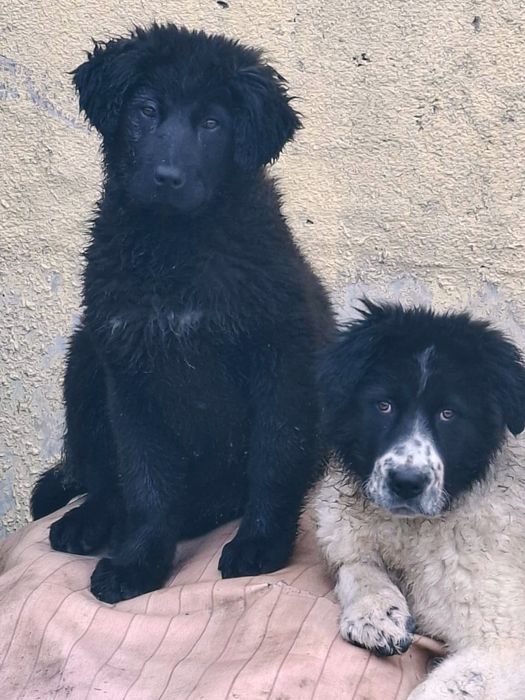 Алабай 5 месяцев девочки а