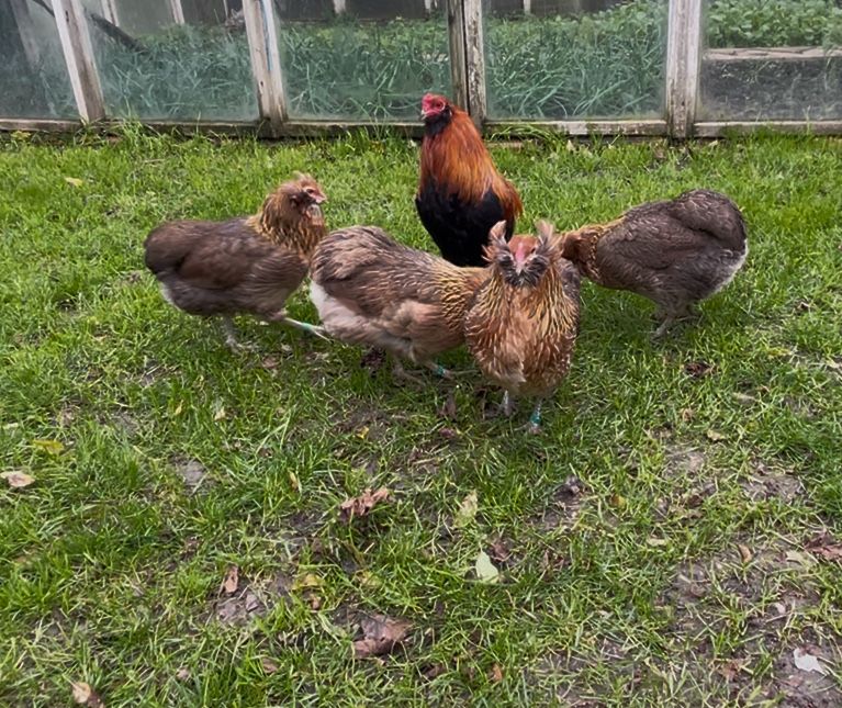 Oua incubat Araucana / oua verzi
