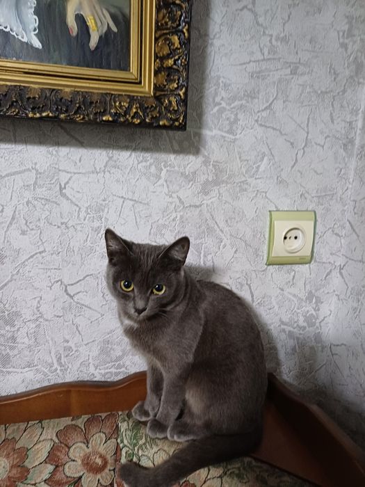 Отдам кошечку в хорошие руки