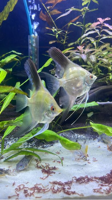 Аквариум 150литров